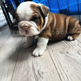 Bulldog Puppies from EMR’s Bulldogs