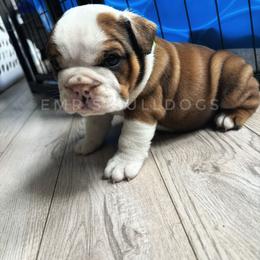Bulldog Puppies from EMR’s Bulldogs