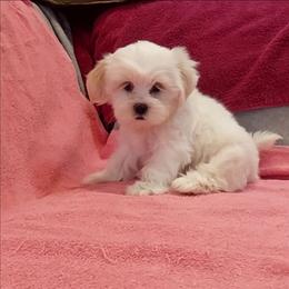 Girl 1 - White female Lhasa Apso puppy in Norman, Oklahoma from Steve's Puppies