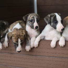 English Springer Spaniel and Whippet Puppies from Rogue Mountain Manor