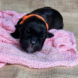 Orange Collar - Black brindle female Cane Corso puppy in Beech Island, South Carolina from Relic Cane Corso