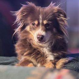 Reba - Toy Australian Shepherd