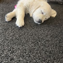 Golden Retriever Puppies from Dale Hollow Goldens