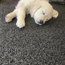 Golden Retriever Puppies from Dale Hollow Goldens