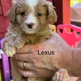 Lexus - Red female Bernedoodle puppy in Campbellsville, Kentucky from Blue Belle Hills Bernedoodles