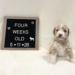 Squirt - Yellow and white female Bernedoodle puppy in Sparrows Point, Maryland from Rosie’s Puppies