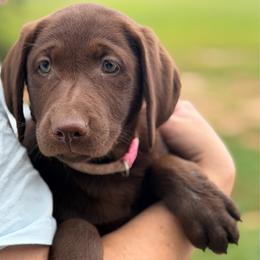 Skylar - Chocolate female Labrador Retriever puppy in Archer Lodge, North Carolina from Archer Lodge Labradors