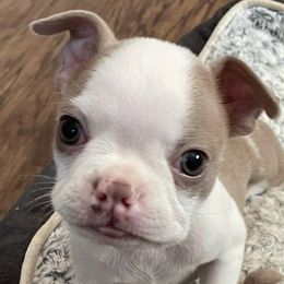 Boston Terriers and French Bulldogs from Dubes Prestige Bostonss