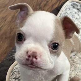 Boston Terriers and French Bulldogs from Dubes Prestige Bostonss