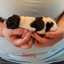 Henry - Black and white male English Springer Spaniel puppy in Craig, Nebraska from Fur & Feathers Kennel