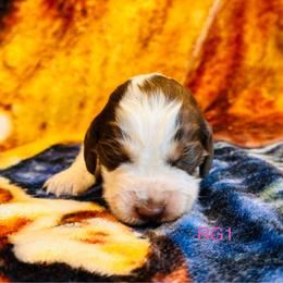 RG1 - Tri-Roan female English Springer Spaniel puppy in Britton, South Dakota from K&S Canines