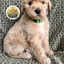 Boy 2 - Parti male Goldendoodle puppy in Sanger, California from Delta Doodless