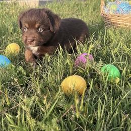 Randy Travis - Red tri male Miniature Australian Shepherd puppy in Godley, Texas from Bradley Kennels