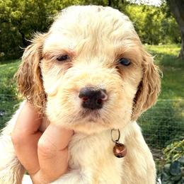 Hawk - Lemon and white male English Springer Spaniel puppy in Bay City, Wisconsin from Springer Hills Farm