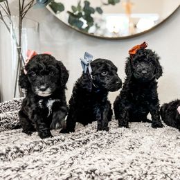 Goldendoodle Puppies from Space Coast Doodle Co.