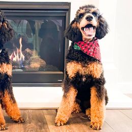 Poodles from Poodles of Pony Express