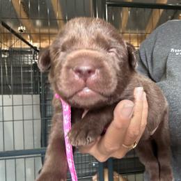 Pink - Chocolate female Labrador Retriever puppy in Newton Grove, North Carolina from Wayalife Labradors & Gsp’s