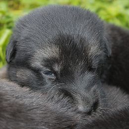 German Shepherd Puppies from J-Lyn Shepherds