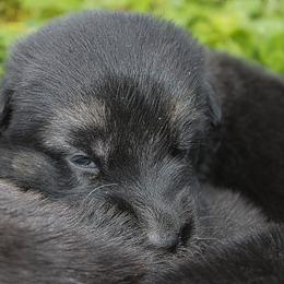 German Shepherd Puppies from J-Lyn Shepherds