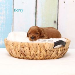 Berry - Caramel red female Australian Labradoodle puppy in Hurricane, Utah from Red Desert Doodles