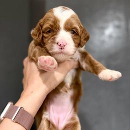 White - Caramel female Australian Labradoodle puppy in Auburn, Washington from West Valley Labradoodles
