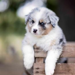 BMM 1 Not Available - Blue merle male Australian Shepherd puppy in Elkton, Tennessee from Riverlook Australian Shepherds