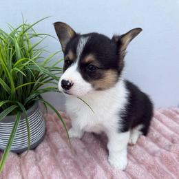Atlas - Black and tan female Pembroke Welsh Corgi puppy in Scottown, Ohio from Wyndy Ridge Corgis