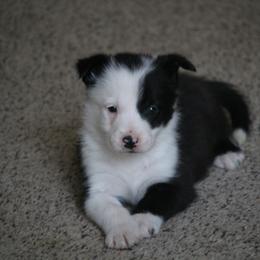 Soren - Black male Border Collie puppy in Tiskilwa, Illinois from First Harmony Farms