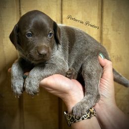 Brooke - Liver roan female German Shorthaired Pointer puppy in Virginia from P3 Kennel