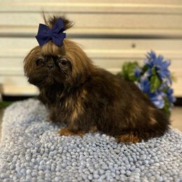 AKC Oakley Red Dobie - Red and tan male Shih Tzu puppy in Elgin, South Carolina from Silver Bells Paw Prints