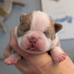 Champagne female 2 - Lilac female Boston Terrier puppy in Oak Hills, California from All American Boston Terriers