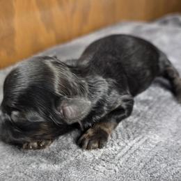 Phoebe Phantom - Black gold and white female Shihpoo puppy in Delphos, Ohio from Route 66 Poodles & Doodles, Sapphire Shih-tzu's of Ohio