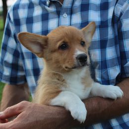 Sparkle - Pembroke Welsh Corgi puppy from Covered Bridge Corgis