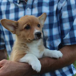 Sparkle - Pembroke Welsh Corgi puppy from Covered Bridge Corgis