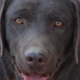 Labrador Retrievers from Cedar Ranch Labrador Retrievers