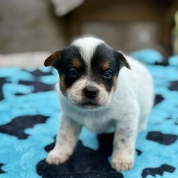 Captain America - Blue mottled male Australian Cattle Dog puppy in Rosharon, Texas from 4Surge Cattle Dogs