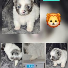 Edward - Blue merle male Pomeranian puppy in Laredo, Texas from SASH Poms