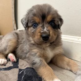 Sapphire - Blue merle female Australian Shepherd puppy in East Hartford, Connecticut from CT Aussies