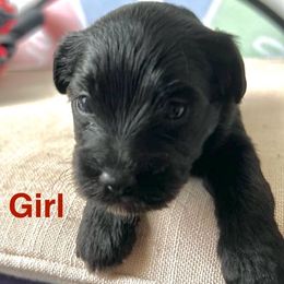 Luna - Black and gold female Yorkipoo puppy in New Britain, Connecticut from Goldendoodles Yorkiepoo Stars CT