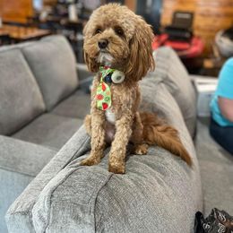 Cavapoo Puppies from Campbell's Cavapoos