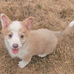 Thelma - Blue female Pembroke Welsh Corgi puppy in Castle Rock, Washington from Heckman Corgis