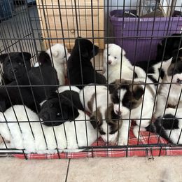 Akita Puppies from Gloe Akita's