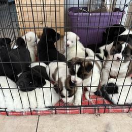 Akita Puppies from Gloe Akita's