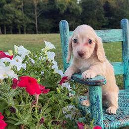 Parker - Cream male Dachshund puppy in New Albany, Mississippi from Double A. Doxies