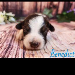 Benedict - Red tri male Miniature Australian Shepherd puppy in Macomb, Missouri from Faunus Farms and Aussies