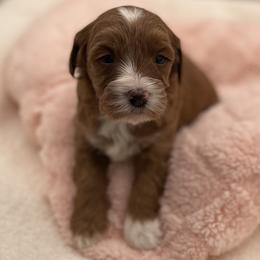 Callie - Red  female Goldendoodle puppy in Kansas City, Kansas from Bella & Ivy’s Mini Goldendoodles of KC
