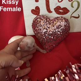Kissy - White female Shih Tzu puppy in Mattoon, Illinois from Jenkins Tzu and Poo’s