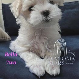 Bella - White female Maltese puppy in Brooklyn, New York from Diamond Stars Maltese