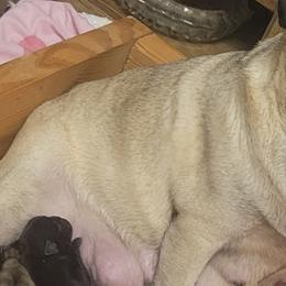 BUCKY - Pug