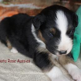 Pancake - Black tri-color male Australian Shepherd puppy in Burbank, South Dakota from Dakota Rose Aussies